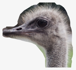 Ostrich, HD Png Download, Transparent PNG