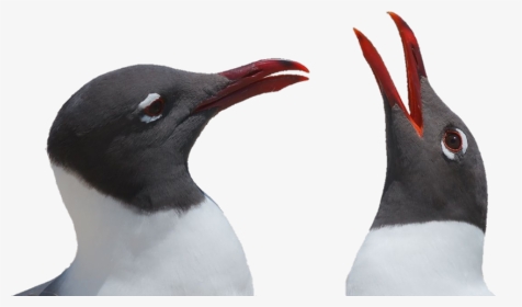 Чайки Freetoedit Scseagull Seagull - Gentoo Penguin, HD Png Download, Transparent PNG