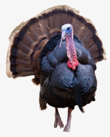 Thanksgiving Donald Trump Turkey, HD Png Download, Transparent PNG