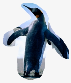 Penguins, HD Png Download, Transparent PNG