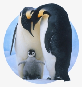 Baby Penguins Screen Saver, HD Png Download, Transparent PNG