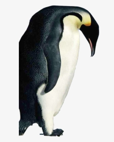 #penguin - Penguins In Alaska, HD Png Download, Transparent PNG