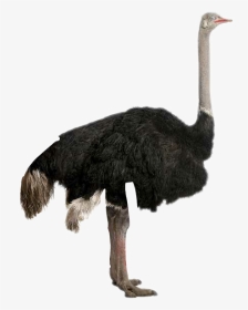Bigger Emu Or Ostrich, HD Png Download, Transparent PNG