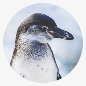 Iphone Xs Max Wallpaper Penguins, HD Png Download, Transparent PNG