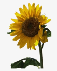 #sunflower #aesthetic #tumblr #yellow #flower #floral - Yellow, HD Png Download, Transparent PNG