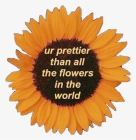 #sunflower #motivation #quotes #love #life #pretty - Prettier Than Flowers Quote, HD Png Download, Transparent PNG