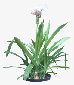 Spider Lily Plant Png, Transparent Png, Transparent PNG