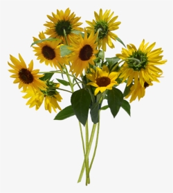 #sunflower #cute #yellow #flowers #daisy #iverlay #aesthetic - Bunch Of Sunflowers Png, Transparent Png, Transparent PNG