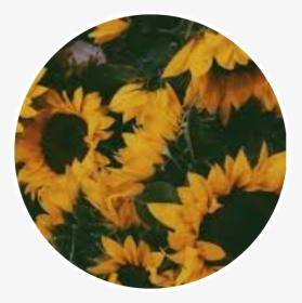 #sunflowers #sunfloweraesthetic #aesthetic #yellow, HD Png Download, Transparent PNG