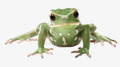 Amphibians With White Background, HD Png Download, Transparent PNG