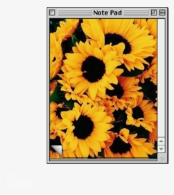 Icon Edit Aesthetic Tumblr Kpop Aesthetic Sunflower Romantic