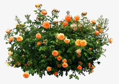 Shrub Png Free Download - Flower Bush Png, Transparent Png, Transparent PNG