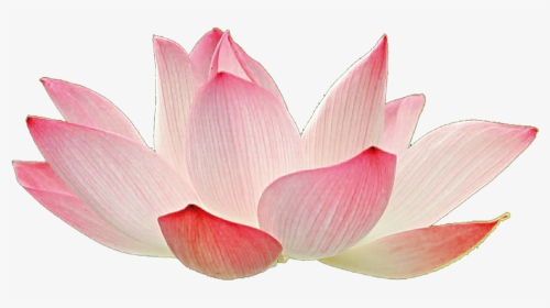 Transparent Background Lotus Flower Png- - Lotus Flower Pink Png Hd, Png Download, Transparent PNG