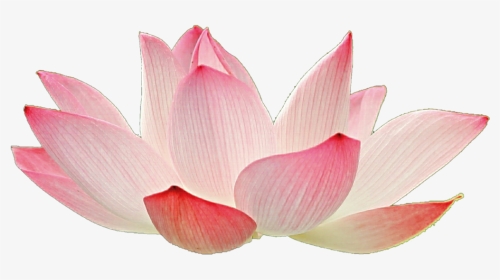 Transparent Lotus Png - Watercolor Transparent Background Lotus Flower