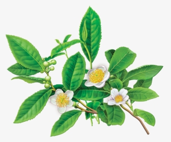 Greentea - Green Tea Plant Flower, HD Png Download, Transparent PNG