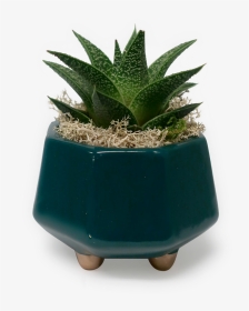 Gold Footed Haworthia Planter - Flowerpot, HD Png Download, Transparent PNG