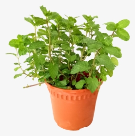 Are Mint Leaves Edible - Flowerpot, HD Png Download, Transparent PNG