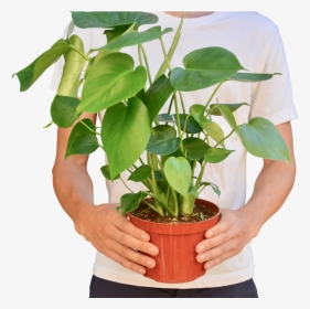 Philodendron Monstera - Houseplant, HD Png Download, Transparent PNG