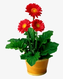Flowers Flowerpot @doloresgouveia - Go Math Lesson 1.2 6th Grade, HD Png Download, Transparent PNG