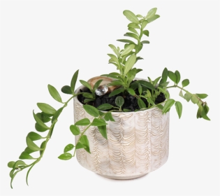Transparent Indoor Plant Png - Flowerpot, Png Download, Transparent PNG