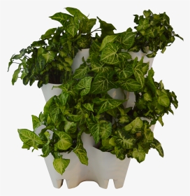 Green Wall From The Box - Flowerpot, HD Png Download, Transparent PNG