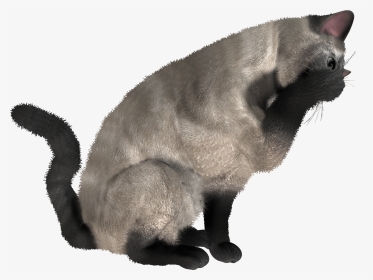 Png Gallery Cats Images - Cat Eating Png, Transparent Png, Transparent PNG