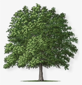 Overcup Oak Tree , Png Download - Overcup Oak Tree, Transparent Png, Transparent PNG