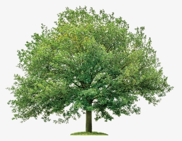 Oak Tree Transparent Background - Tree In Plan Png, Png Download, Transparent PNG