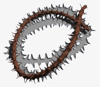 Crown Of Thorns Thorns, Spines, And Prickles Blender - Cartilaginous Fish, HD Png Download, Transparent PNG