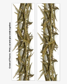Thorns, Spines, And Prickles, HD Png Download, Transparent PNG