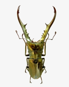 Metallic Stag Beetle, HD Png Download, Transparent PNG