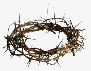 Thorns Transparent Png - Crown Of Thorns Transparent Background, Png Download, Transparent PNG