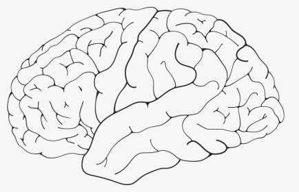Brain Isolated - Line Art, HD Png Download, Transparent PNG