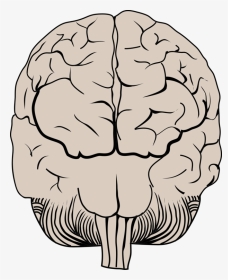 Transparent Thinking Brain Clipart - Illustration, HD Png Download, Transparent PNG