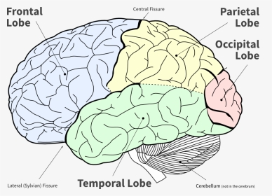 Lobes Of The Brain, HD Png Download, Transparent PNG