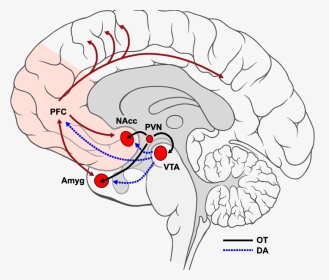 Nucleus Accumbens Nacc And The Ventral Tegmental Area, HD Png Download, Transparent PNG
