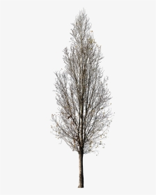 Tree Winter Cutout Free, HD Png Download, Transparent PNG