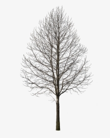 Red Oak In Winter, HD Png Download, Transparent PNG
