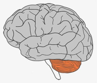 Cerebellum Part Of The Brain - Cartoon Brain Clipart Transparent Background, HD Png Download, Transparent PNG