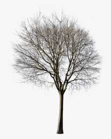 Cutout Winter Tree Png, Transparent Png, Transparent PNG