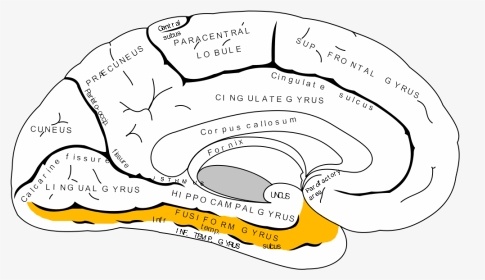 2013 01 10 Gray727 Fusiform Gyrus - Gyrus Occipitotemporal Medialis, HD Png Download, Transparent PNG