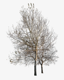 Long Tree Sketch Png, Transparent Png, Transparent PNG