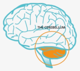 Muscle Coordination Brain Area, HD Png Download, Transparent PNG