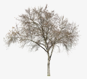 Winter Tree Architecture Drawing, HD Png Download, Transparent PNG