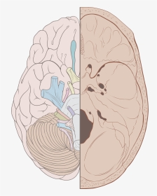 Cranial Nerves On Brain And Skull, HD Png Download, Transparent PNG