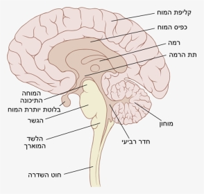 Brain Png Sagittal - Sagittal Pic Of Brain, Transparent Png, Transparent PNG