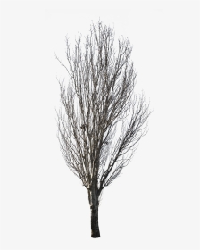 Winter Tree Transparent Background, HD Png Download, Transparent PNG