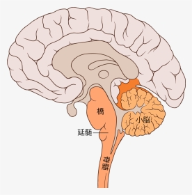 Brain Bulbar Region Ja - Diagram Of Brain Pons, HD Png Download, Transparent PNG
