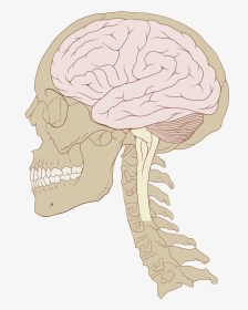 Human Brain And Skull, HD Png Download, Transparent PNG