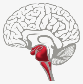 Brain Survival Red - Learning Brain Vs Survival Brain, HD Png Download, Transparent PNG